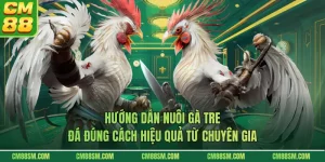 Hướng Dẫn Nuôi Gà Tre Đá Đúng Cách Hiệu Quả Từ Chuyên Gia